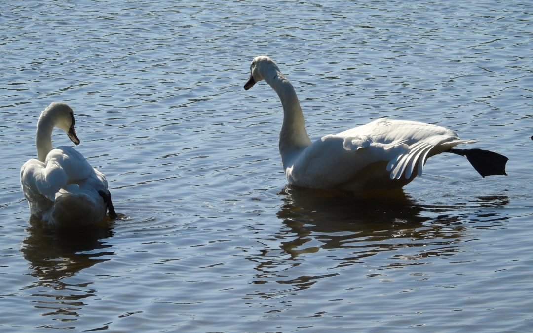 Fotoamatorzy zorganizowali plener w Świerczynie