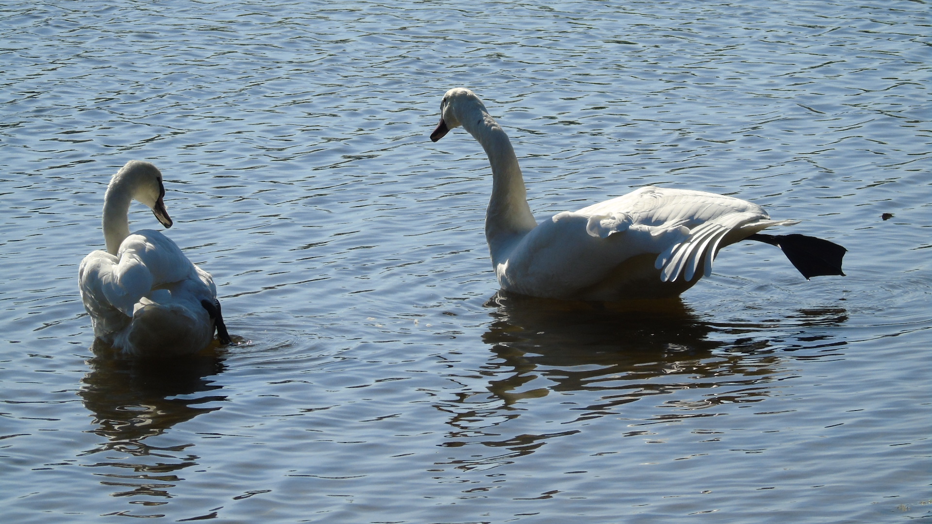 Towarzysząca nam para łabędzi – zrelaksowana jak my