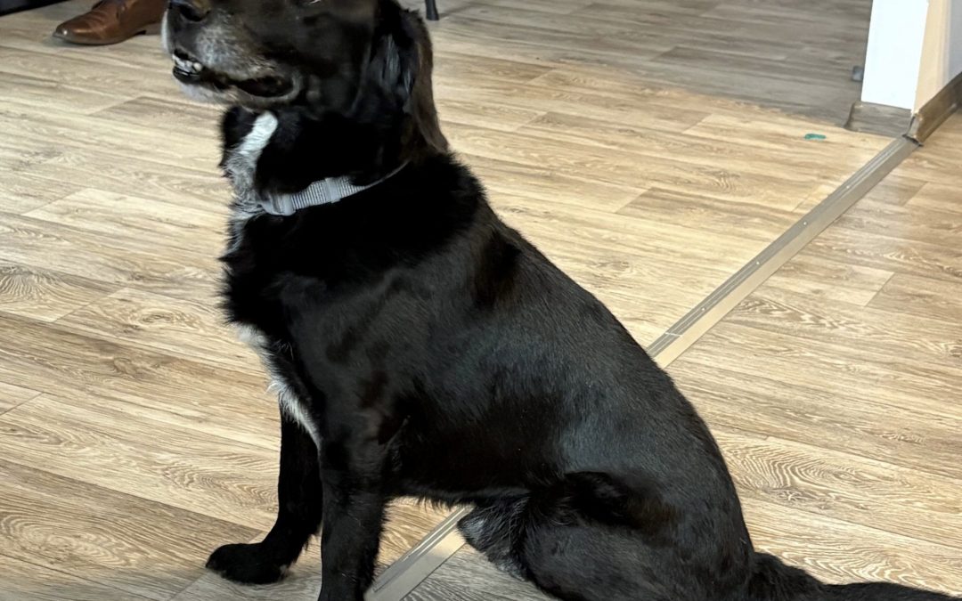 Suarez szuka domu – spotkanie w Klubie Aktywnego Seniora