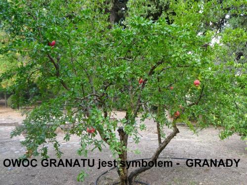 10a -drzewo granatu-od niego nazwa Granada