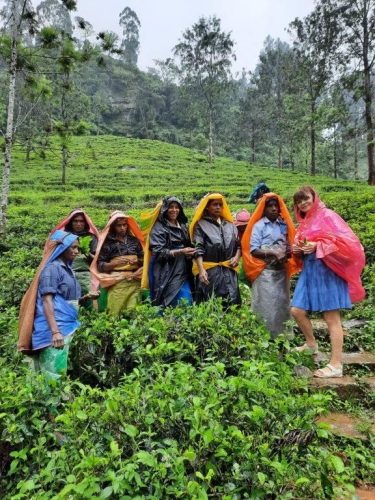 13 Na plantacji herbaty