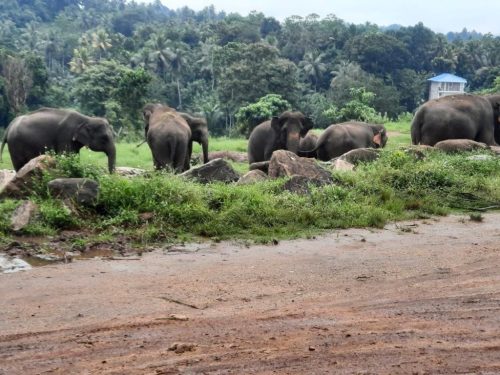 15 Sierociniec słoni