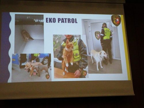 pomoc w opiece nad zwierzętami