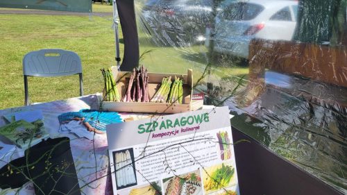  święto szparaga Mochy