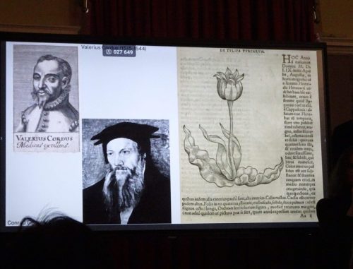 Pierwsze ryciny tulipana z ok. 1544 roku