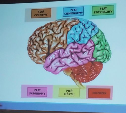 6 Nazwy płatów mózgowych