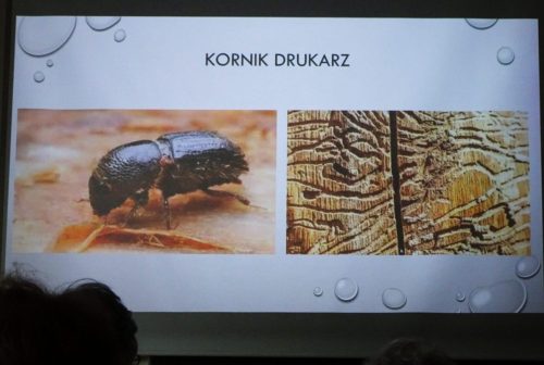 kornik i jego praca niszczycielska