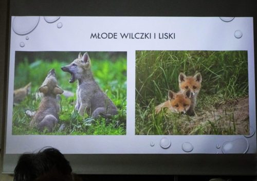 Prawda że śliczne te małe wilczki i liski